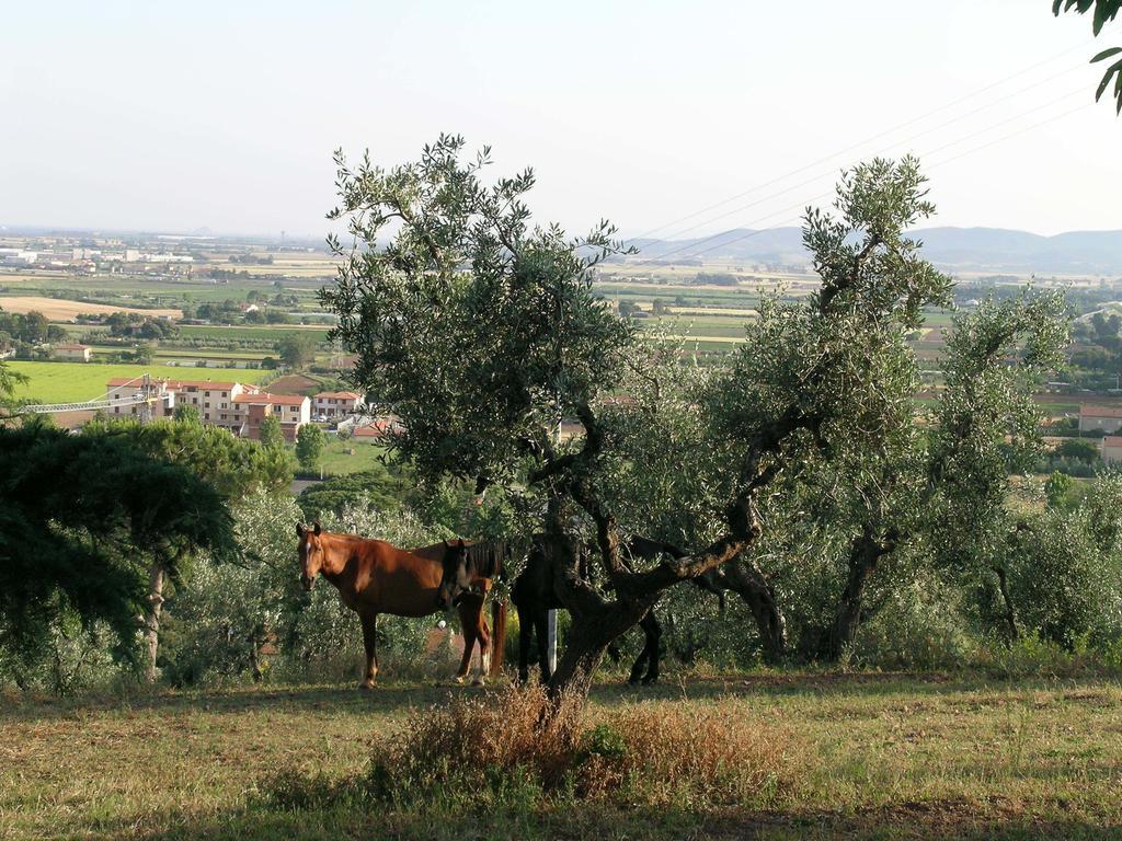 B&B Villa Il Poggetto Venturina Terme Exteriör bild